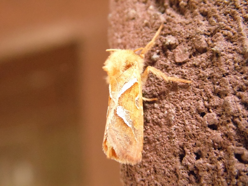 Noctuidae da determinare